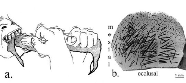 David Frayer, KU professor emeritus of anthropology, is lead author on a recent study published in the Journal of Evolution that found striations on teeth of a Homo habilis fossil 1.8 million years old moved from left to right, indicating the earliest evidence in the fossil record for right-handedness. Researchers believe the marks came from using a tool to try to cut food being pulled from the mouth with the left hand.