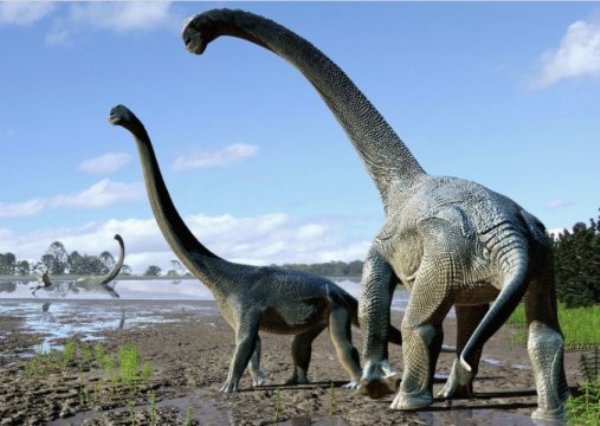 Savannasaurus elliottorum.