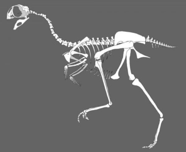 This is an Avimimus reconstruction by Gregory Funston, University of Alberta.