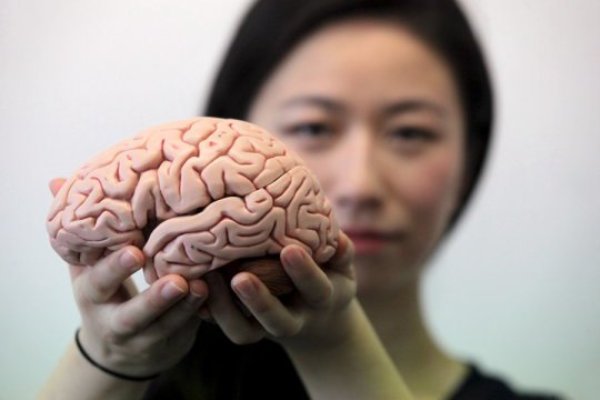 New research from Newcastle University, UK, in collaboration with the Federal University of Rio de Janeiro, investigated the way the human brain folds and how this 'cortical folding' changes with age. Linking the change in brain folding to the tension on the cerebral cortex - the outer layer of neural tissue in our brains - the team found that as we age, the tension on the cortex appears to decrease. This effect was more pronounced in individuals with Alzheimer's disease. Pictured is lead author of the study, Dr Yujiang Wang, Newcastle University, UK.