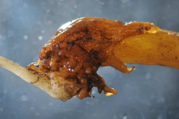 Orobanche cumana (right) is parasitizing a sunflower (left).