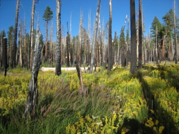 A severe fire, left to burn instead of suppressed, cleared an area of forest in the Illilouette Creek Basin in Yosemite National Park, allowing it to become a wetland. Wetlands and meadows provide natural firebreaks that make the area less prone to catastrophic fires.