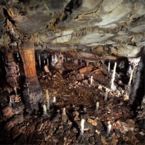 Cave lion exploitation by ancient humans might have contributed to their extinction.