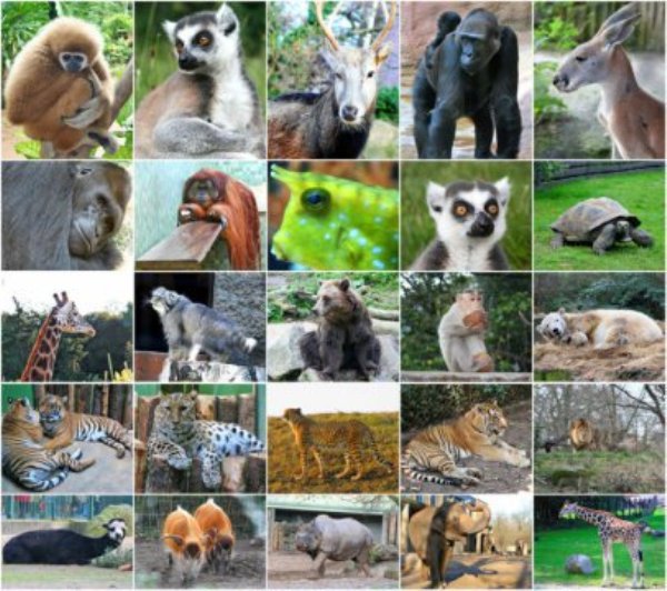 The top threat to wildlife is habitat loss and degradation, driven primarily by increasing demand for food and energy.