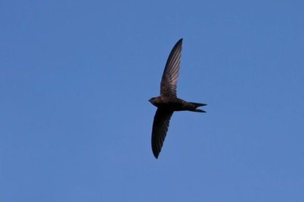 This is a photograph of a common swift.