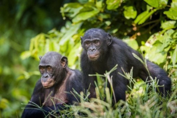 Bonobos
