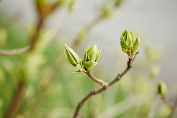 Buds.