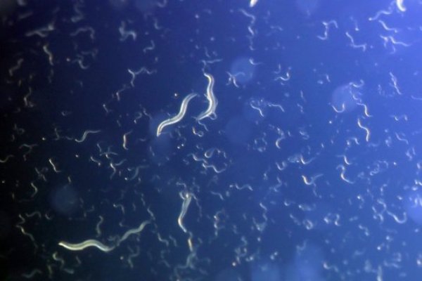 C. elegans worms whose mothers didn’t get enough to eat during pregnancy cope better with famine.