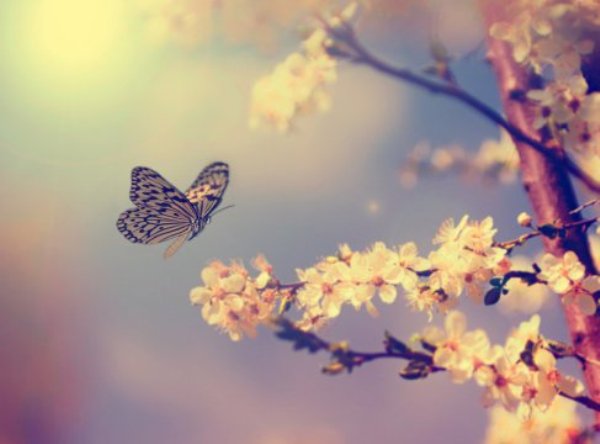 While it is well known that changes to the mean climate can affect ecosystems, little is known about the impact of short-term extreme climatic events (ECEs) such as heatwaves, heavy rainfall or droughts.