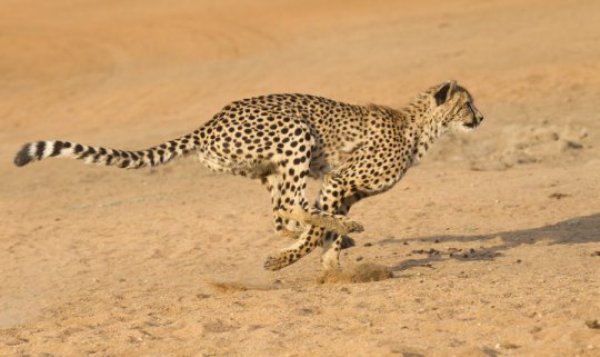The cheetah is social, like primates, yet unlike primates its frontal lobe is relatively small. Why? It may be a consequence of its unusual skull shape, an adaptation for high-speed pursuits.