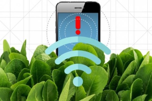 By embedding spinach leaves with carbon nanotubes, MIT engineers have transformed spinach plants into sensors that can detect explosives and wirelessly relay that information to a handheld device similar to a smartphone.
