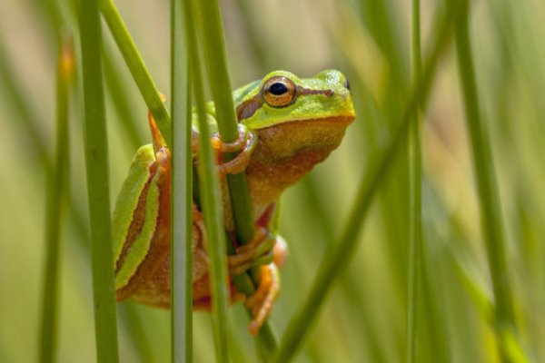 Amphibians are a group that is highly sensitive to global warming due to the permeability of their skin and their complex lifecycle, which combines an aquatic stage as larvae and a terrestrial stage when young and as adults.