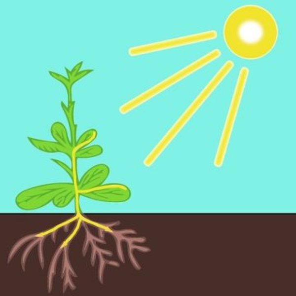Photoreceptors in the roots are activated by light which is transmitted from the shoot to the underground roots through the stem.
