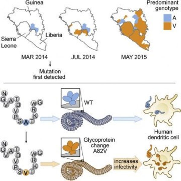 This figure depicts the finding that an Ebola glycoprotein mutant that arose early during the West African epidemic increases infectivity of human cells and may have contributed to increased mortality.
