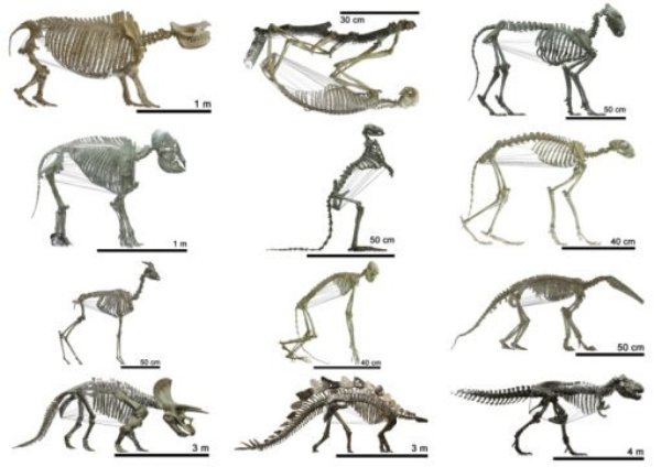 The shape of the ribcage in more than 120 tetrapods -- from prehistoric times up to the present day.