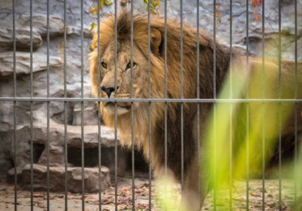 Longevity is higher at the zoo for more than 80% of the mammals studied -- species such as African buffalos, reindeer, zebras, beavers, or lions -- researchers report.