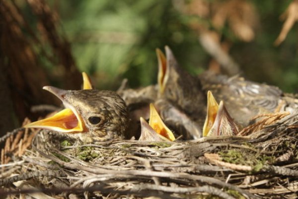 Chicks are more likely to exaggerate their need for food if their parents are likely to breed again in the future – backing up existing evolutionary theory about natural selection.