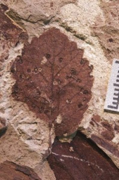 Insect galls on a fossil leaf from the latest Cretaceous Lefipán Formation (67-66 Ma) in Patagonia, Argentina.