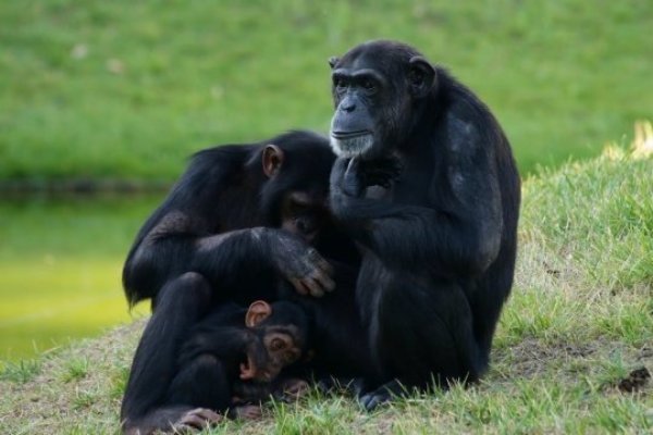New research suggests that male chimpanzees are more invested in protecting their own offspring than previously thought.