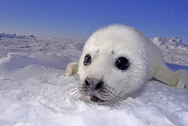 Baby seal (stock image). A new study has found a staggering 80 percent of 94 ecological processes that form the foundation for healthy marine, freshwater and terrestrial ecosystems already show signs of distress and response to climate change.