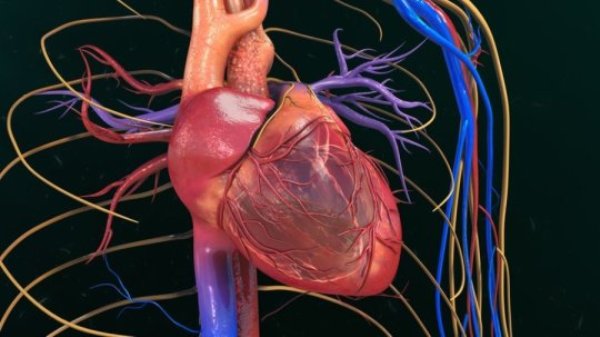 Heart (stock image). Scientists are exploring cellular reprogramming -- turning one type of adult cell into another -- in the heart as a way to regenerate muscle cells in the hopes of treating, and ultimately curing, heart failure.