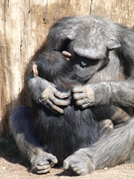Mother chimpanzee grooming her baby. Like human children, young chimps learn many behaviors from their mothers, from which foods to eat to how to use tools, and -- among mothers who engage in it -- how to perform high-arm grooming. 