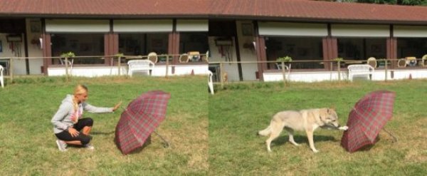 This image shows Claudia Fugazza and her dog demonstrating the Do As I Do Method.
