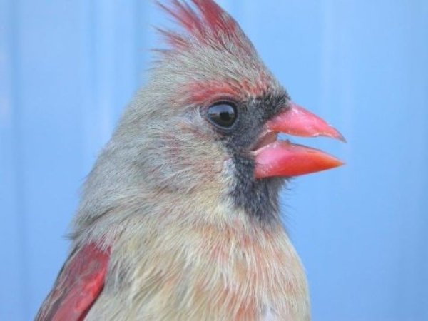 Researchers are examining the messages female Northern Cardinals send each other with their facial markings.