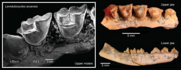 Lemdubuoryctes aruensis fossil teeth and jaws.