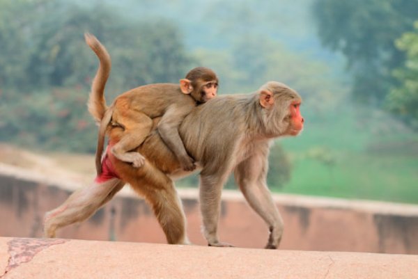 A study in rhesus monkeys shows the link between status and health has deep biological roots.