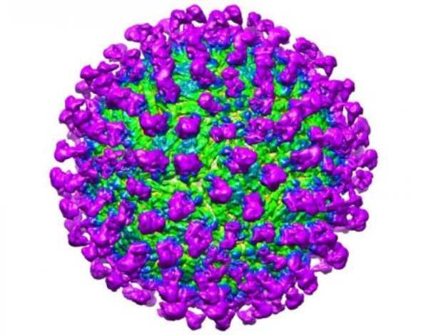 C10 antibody (purple) visualized to be interacting with the Zika virus coat (green).