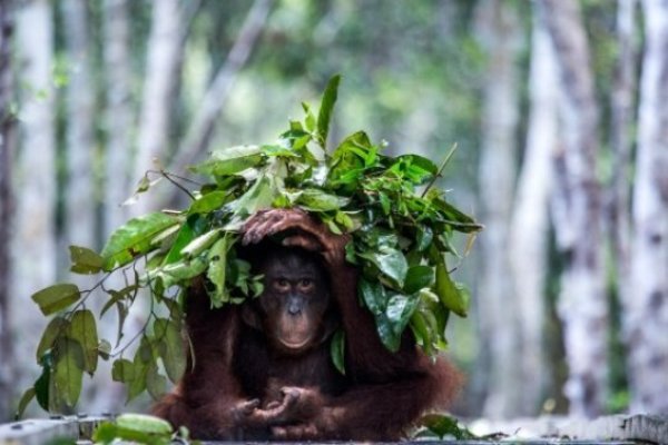An orangutan builds an umbrella against the rain. Efficient and intelligent behaviour that can be explained by new research from Stockholm University and Brooklyn College.