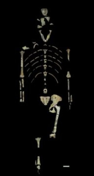 The fossils that make up the Lucy skeleton.