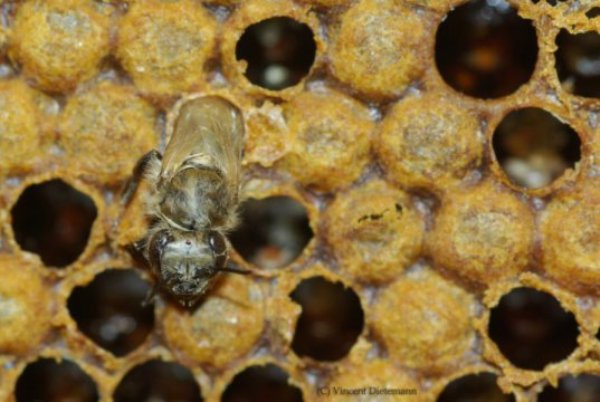 A young honey bee worker emerging from the wax cells in which it developed.
