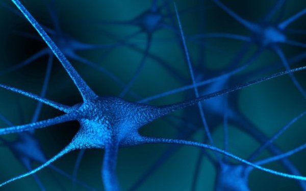 Neurons in the brain (stock image). When we experience something, initial memory traces are fragile and only a small number will become long-term memories. For this transition to occur, the brain must stabilize the memory traces through a process called consolidation.