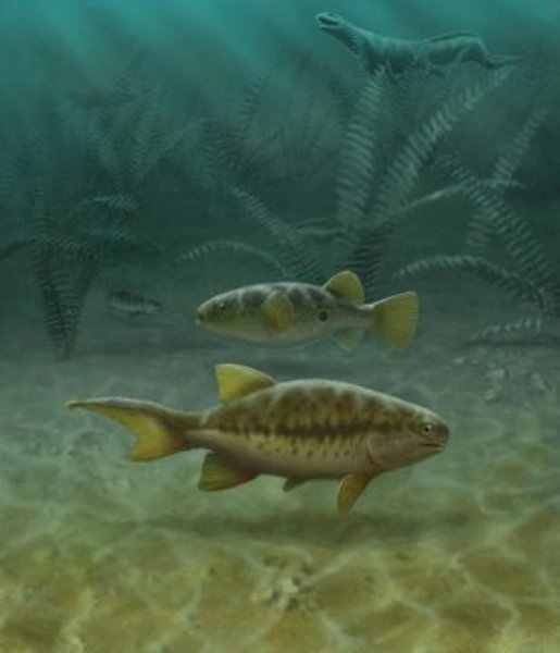Aetheretmon (facing right), an early ray-finned fish, swims in a 348-million-year-old river in Foulden, Scotland. Aetheretmon exhibits the ancestral state of two distinct 'tails', fleshy tail above and caudal fin below. The 32,000 species of living teleost fishes (the pufferfish, center facing left) have lost the upper tail, while early tetrapods (upper left) lost the lower caudal fin. Thus, living fish and tetrapod tails are entirely distinct structures.