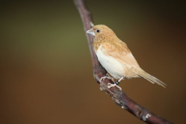 Bengalese Finch