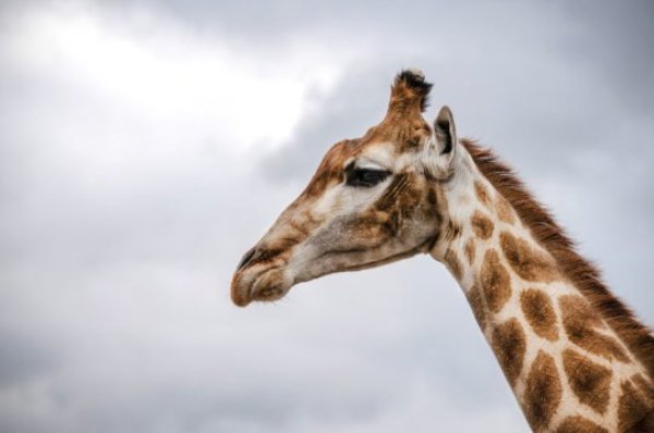 The giraffe (Giraffa camelopardalis) is now threatened with extinction.