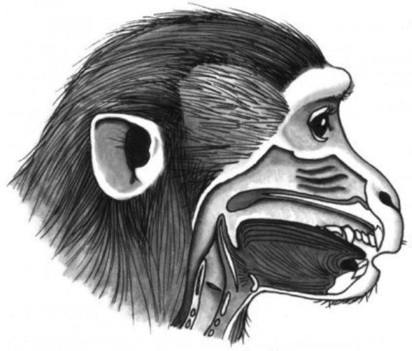 With their vocal tract, it would be easy for monkeys to produce many different language sounds.