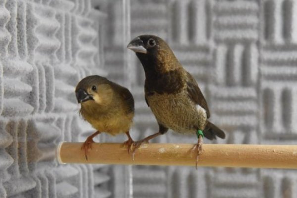 The juvenile zebra finch (left) learns vocalizations from the Bengalese finch foster-father (right). It sings the Bengalese finch song with a zebra finch 'accent.'