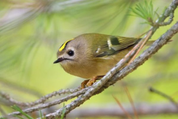 The Golden-crowned Kinglet (Regulus satrapa) was among the birds examined in the team's morphological study.