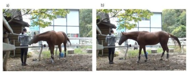 Horse making demands: The horse a) lightly pushes and b) looks at the caretaker standing outside the paddock. Food is hidden inside one of the two silver buckets behind them. When horses cannot obtain this food by themselves, they give humans visual and tactile signals.