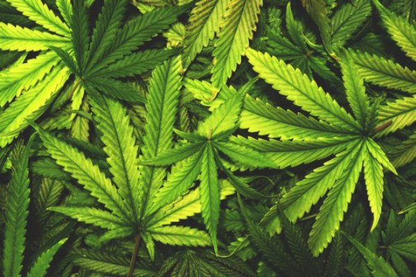 A causal link has been found between trying marijuana and an increased risk of schizophrenia.