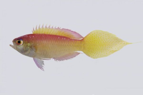 An eye-popping, pink-and-yellow species of groppo is the deepest new fish discovery ever made by human hands. Grammatonotus brianne was discovered in the Philippines at a depth of 487 feet beneath the ocean's surface. The new groppo is one of 133 new species described by the California Academy of Sciences in 2016.