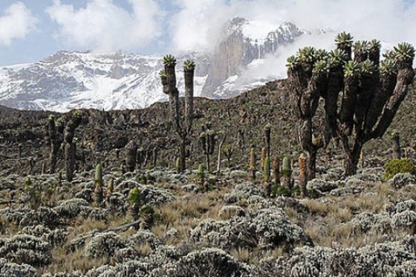 The diversity of plants and animals decreases as temperatures fall. This photo was taken on Mount Kilimanjaro at an altitude of around 3,800 meters.