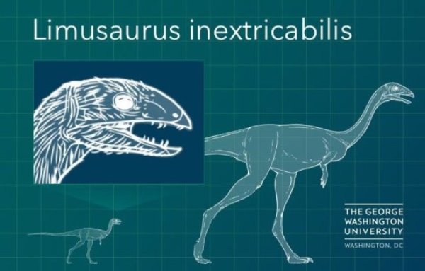 As Limusaurus grew from adolescent to adult, it lost its teeth and did not grow a new set.