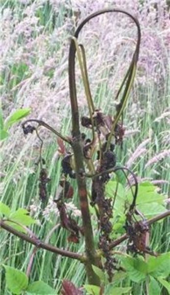 A young ash tree dying from ash dieback fungal disease. The disease has the potential to wipe out 90 per cent of the European ash tree population, which is one of the most common trees in Britain.