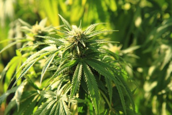 Marijuana plant.