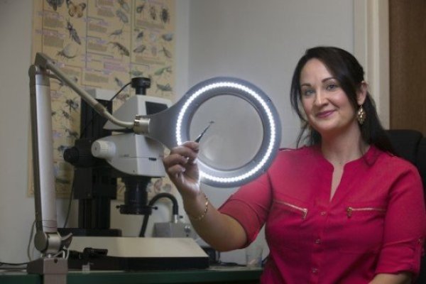 BGSU biologist Dr. Shannon Pelini