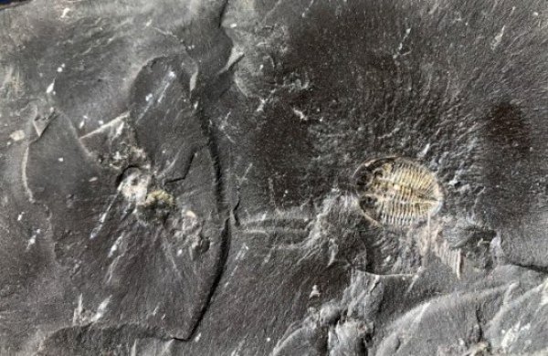This black shale, formed 450 million years ago, contains fossils of trilobites and other organic material that, by removing carbon from Earth's surface, helped support increases in oxygen in the atmosphere.